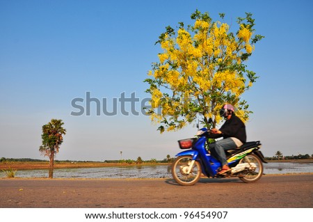 National tree of Thailand Golden Shower Tree Art Print whit motorcycle pass