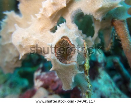 Brittle Star hiding in coral