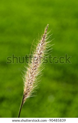 blade of grass on a background of grass