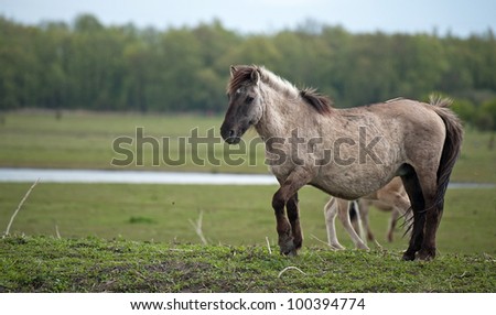 Herd of wild horses in spring rain