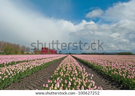 Cultivation of flower bulbs in spring