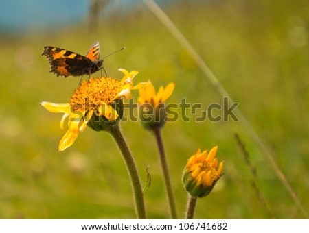 Butterfly on a flower in the sun