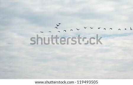 Geese flying in formation in autumn
