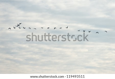 Geese flying in formation in autumn