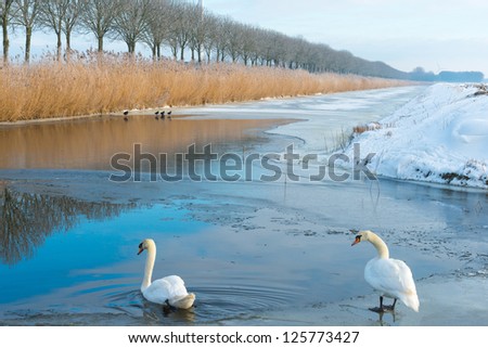 Two swans in a frozen canal in winter