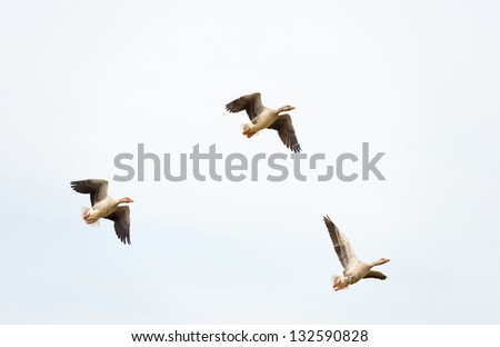 Geese flying in formation in winter