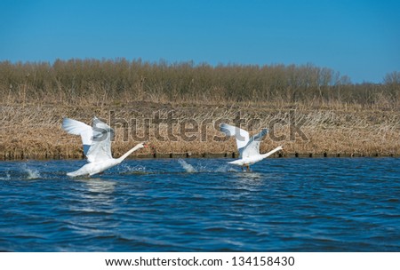 Two swans flying over a canal in spring