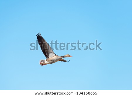 Goose flying in a blue sky in spring