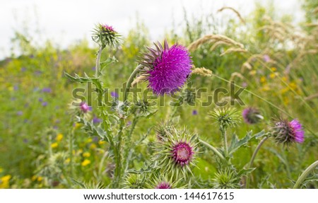 Flowers of a thistle in a field in summer