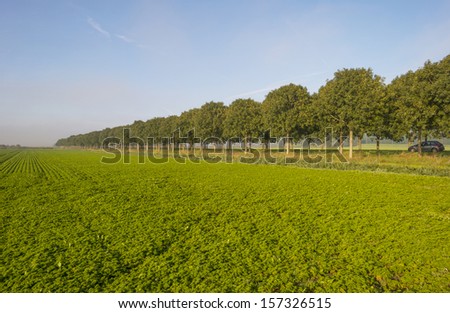Vegetables growing on a field along a row of trees