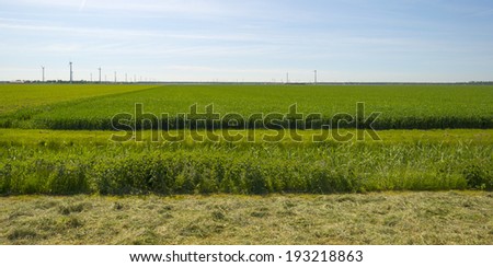 Wind farm in a field with crop