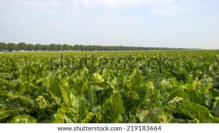 Turnip growing on a field at fall