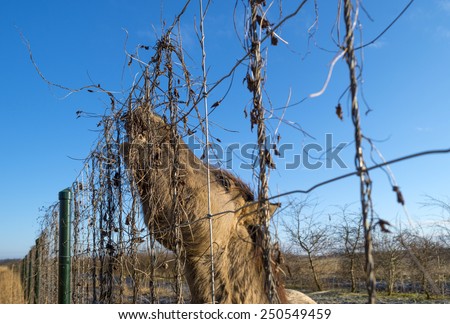 Horse eating form a fence in winter
