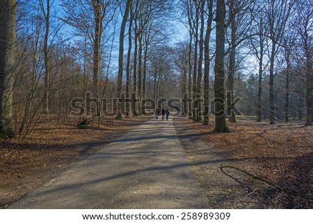 People walking through a beech forest in winter