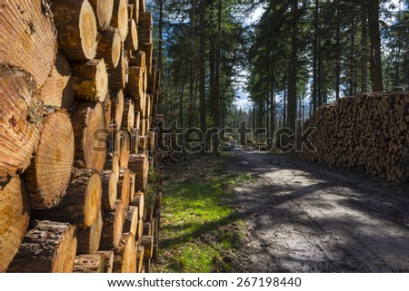 Timber in a pine forest in spring