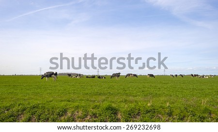 Cows in a meadow along a road in spring