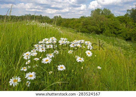 Wildflowers in a sunny field in spring