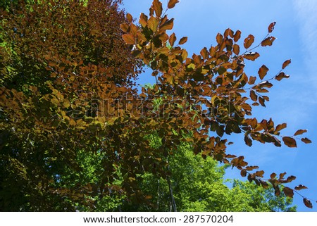 Sunny foliage of a common beech in spring