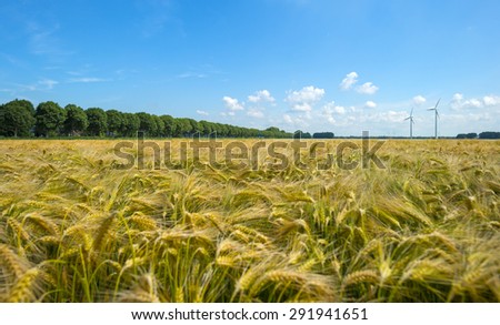 Wheat growing on a sunny field in summer