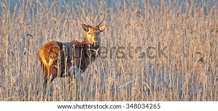 Red deer in a field at sunrise in winter