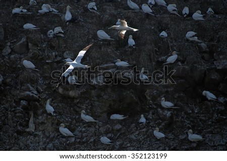 Birds flying along the rocky coast of an island