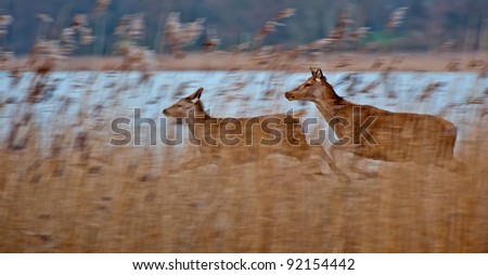 Wild deer running through nature