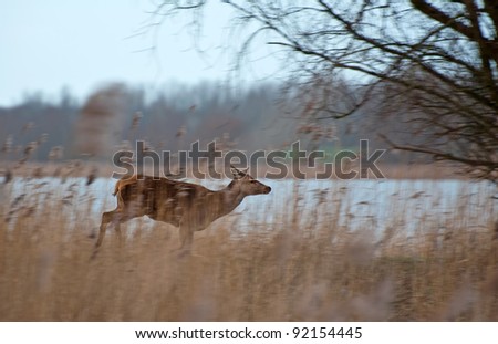 Wild deer running through nature