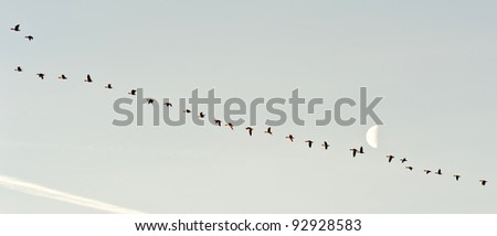 Birds flying in formation in winter