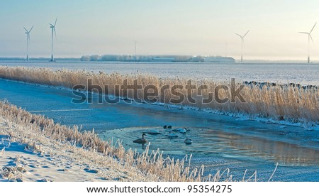 Birds in an ice hole along a dam