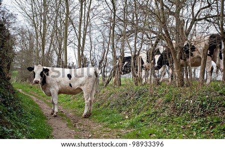 Cow on an unpaved road in spring