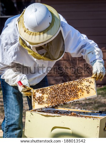 A beekeeper inspects a frame she\'s pulled out of the hive