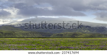 Blooming lupine with the Myrdalsjokull glacier in the background