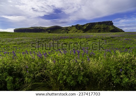 Lupine in bloom with a mountain in the background