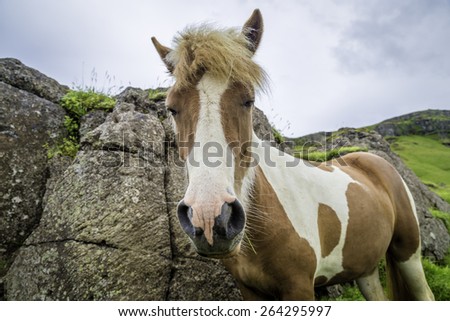 The Icelandic horse is a small, hardy, charismatic, and beautiful breed