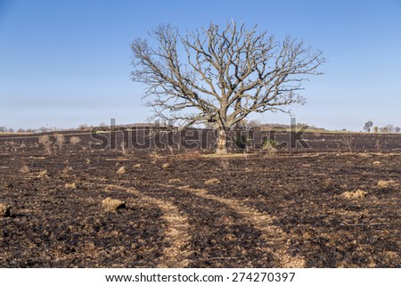 A large oak tree, although bare, still stands following a prairie fire