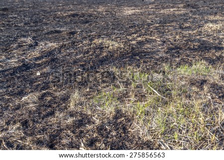 The charred remains following a prairie fire in Wisconsin