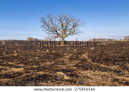 A large oak tree, although bare, still stands following a prairie fire