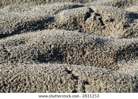 Bird footprints in the sand of Puget Sound