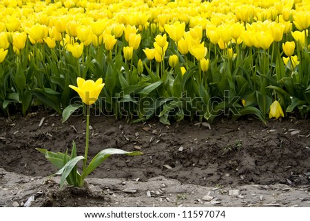 One yellow tulip standing out from the crowd