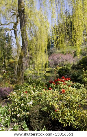 red willow tree