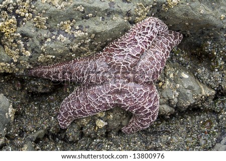 One large purple starfish on a rock at low tide