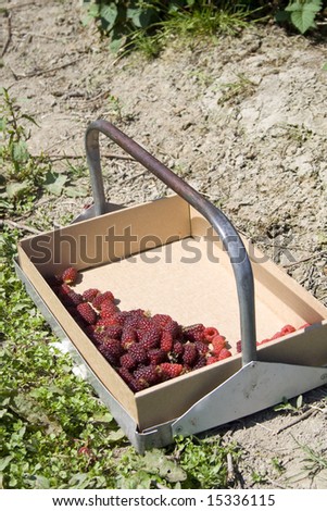A box of ripe red berries in the field
