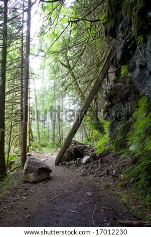 Trees across a hiking trail in the pacific northwest