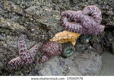 A group of orange and purple starfish on a rock at low tide