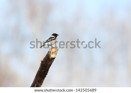 Stonechat sits on top of a broken branch.