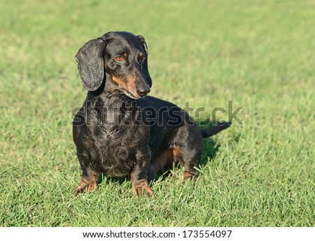 This male Teckel dog is standing in the grass in a park. He looks rather alerted and happy.