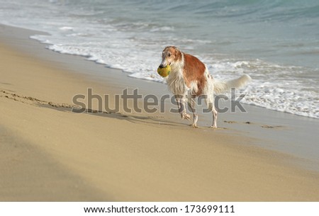 Borzoi (Russian wolfhound) dog is just coming out of the water and is running on the beach