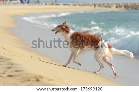 Borzoi (Russian wolfhound) dog is just coming out of the water and is running on the beach