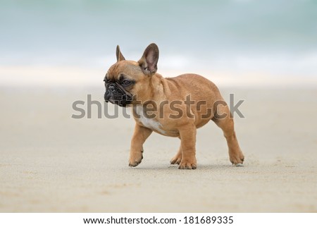 A French bulldog puppy playing at the beach