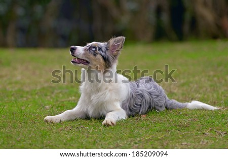 Cute male border collie dog poses in a part